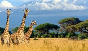 Les girafes sont désormais menacées d'une « extinction silencieuse » en Afrique !