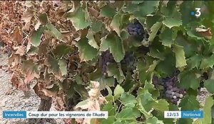 Aude : après inondations et sécheresse, les viticulteurs font le triste bilan des incendies