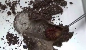 Voici à quoi ressemble le nid de son araignée trapdoor... Impressionnant