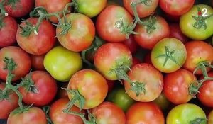Alimentation : les tomates menacées par un virus