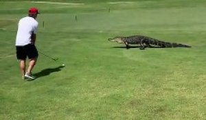 Une rencontre avec un alligator lors d'un parcours de golf