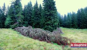 15 000 m3 de bois touchés par la crise du scolyte en Savoie