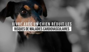 Vivre avec un chien réduit les risques de maladies cardiovasculaires