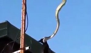 Un serpent monte sur un poteau électrique pour attraper un corbeau !