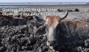 Hippopotames et bétail piégés par la sécheresse au Botswana