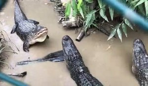 Intimidations d'alligators