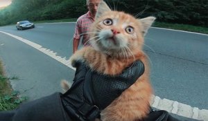 Un motard sauve d'une mort certaine un chaton abandonné qui se trouvait au milieu de l'autoroute