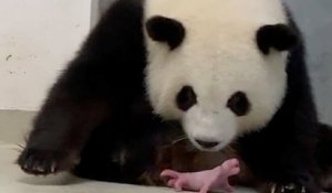 La femelle panda du zoo de Berlin a donné naissance à des jumeaux