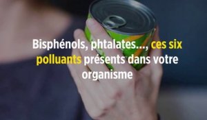 Bisphénols, phtalates..., ces six polluants présents dans votre organisme