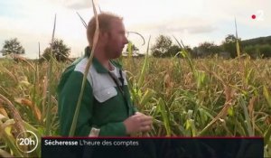 Sécheresse : lourd bilan pour les éleveurs français