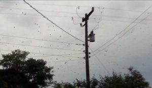 Tous ces petits points noirs dans le ciel sont en fait... des milliers d'araignées sur leurs toiles