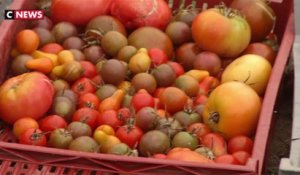 Vannes : un potager bio pour les cantines