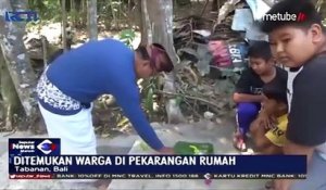 Indonésie: Les habitants d'un village de Bali ont découvert un serpent à deux têtes, très rare à l'état sauvage - VIDEO