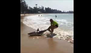 Un touriste courageux sauve un requin qui vient de s'échouer sur la plage