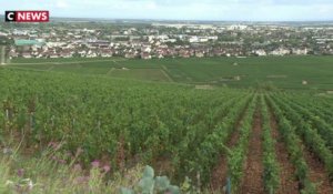 Bourgogne : des anciens cépages pour anticiper le réchauffement climatique