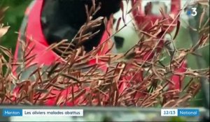 Alpes-Maritimes : la bactérie tueuse d'oliviers détectée à Menton