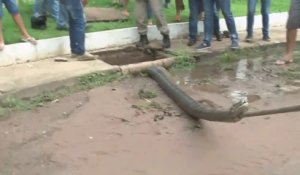 Des brésiliens découvrent un énorme anaconda coincé dans les égouts