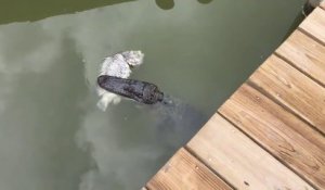 Regardez ce qui se cache sous ce ponton : un alligator en plein repas...