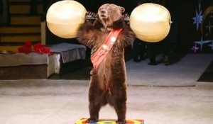 Un spectacle d'ours organisé dans une ville des Hauts-de-France provoque la colère et l'indignation