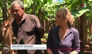 Antilles : le chlordécone, le poison des bananeraies, a infesté les sols