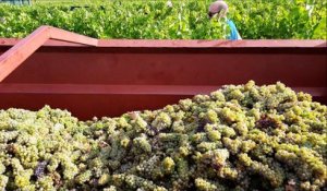 Premières vendanges pour les sociétaires d’Ardèche vignobles
