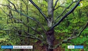 Exposition : "Nous, les arbres" attire de nombreux curieux