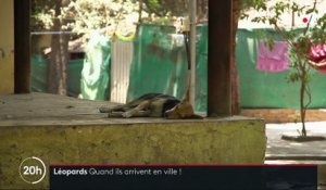 Inde : à Bombay, des léopards chassent dans les rues la nuit