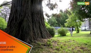 L'Avenir - Mesurer un arbre : la circonférence