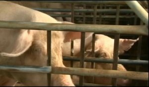La fièvre porcine débarque en Corée du Sud