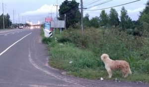 Pendant 4 ans, ce chien a attendu sa famille à l'endroit même où il s'était perdu, avant de la retrouver