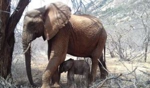 Une maman éléphant rend visite au refuge qui l'a sauvé, accompagnée de son bébé