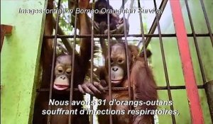 Les orang-outans de Bornéo menacés par les grands feux de forêt