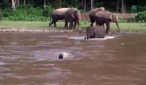 Une vieille vidéo montre un bébé sauvant un homme qui se noie et touche de nouveau les internautes