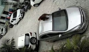 Un singe saute sur une voiture et cabosse le toit... Pas de chance