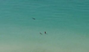 2 touriste à Cuba ne se rendent pas compte qu'un requin chasse tout près d'eux