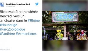 La panthère capturée à Armentières a été volée cette nuit au zoo de Maubeuge