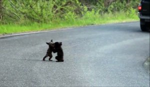 2 oursons s'amusent en plein milieu de la route... Adorable