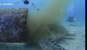 Cette tortue se nourrit de la pollution d'un conduit d'égouts sous l'eau