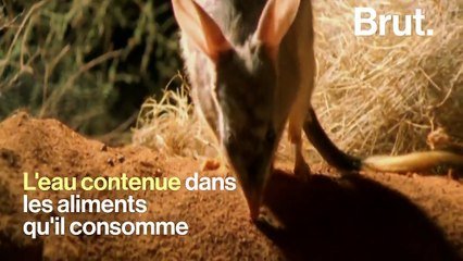 Qu Est Ce Que Le Bilby Cet Animal Qui Ne Boit Jamais D Eau