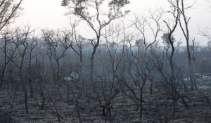 2,3 millions d'animaux sont morts dans l'incendie de l'Amazonie en Bolivie