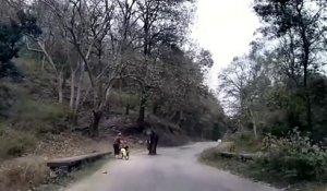 Un éléphant en colère charge une cycliste... terrifiant
