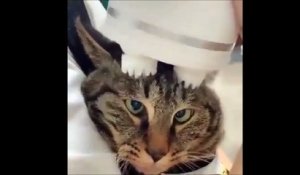 Ce chat a l'air de beaucoup apprécier son massage