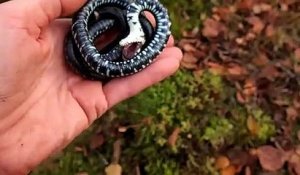 Ce petit serpent a une technique incroyable pour qu'on le laisse tranquille!