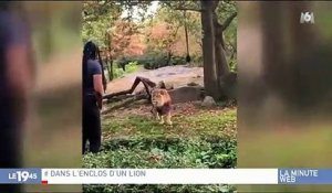 New York. Une femme s’introduit dans l’enclos des lions, le zoo porte plainte
