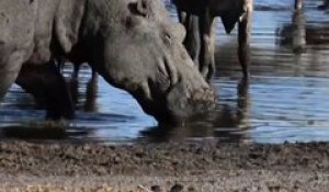 Au Botswana, hippopotames et bétails sont piégés par la sécheresse