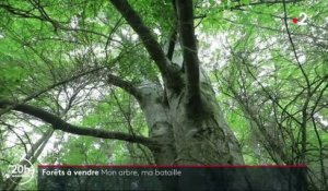 Environnement  : Des forêts à vendre pour préserver la planète