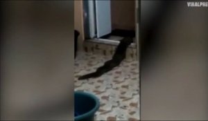 Une créature monstrueuse sort des toilettes en malaisie... Mystérieux