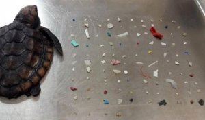 Floride : un bébé tortue retrouvé mort avec 104 morceaux de plastique dans l'estomac