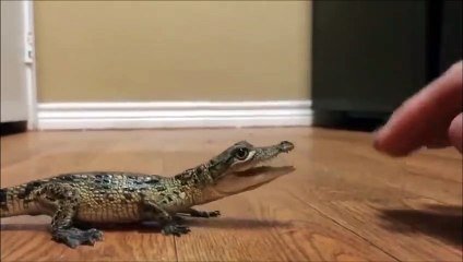 Ecoutez Le Bruit Adorable Que Fait Ce Bebe Crocodile Sur Orange Videos