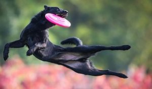 Ces photos de chiens, attrapant un frisbee en plein vol, sont à couper le souffle